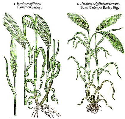 Barley Plants